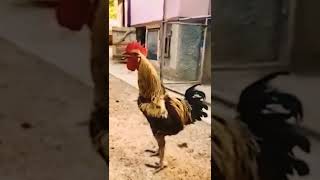 Funny Rooster