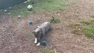 Video preview image #1 Mutt Puppy For Sale in Rustburg, VA, USA