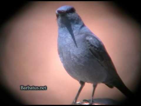 Roquero solitario ( Montícola solitarius )