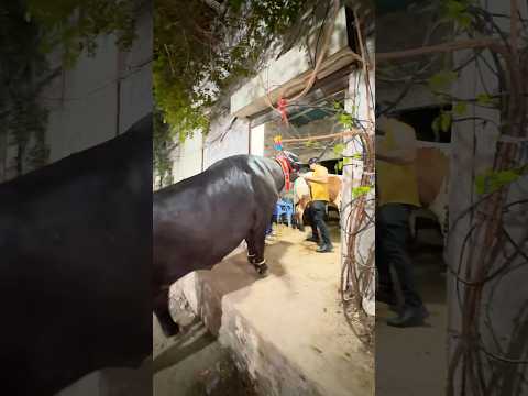 Biggest bull in Pakistan 🇵🇰  #music #bulllovers #katta #cow #animallover #bakraeidlover #foryou