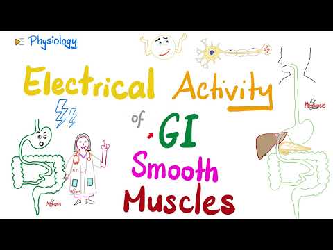 Slow Wave potential, Basic Electrical Rhythm (BER) and Spike (Action) Potentials of gut | Physiology