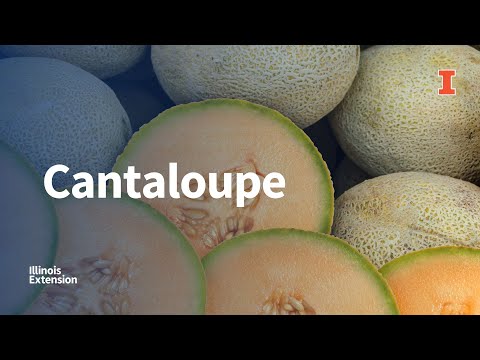 Picking, Preparing, and Storing Cantaloupe