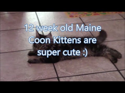 12 week old Maine Coon kittens are super cute..
