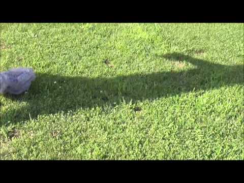 MB339 crashes again!