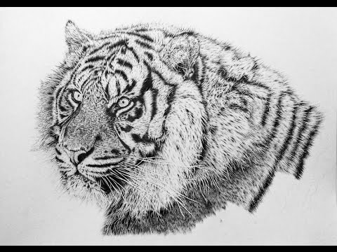 How to Draw Realistic Animal Fur - Explained by...
