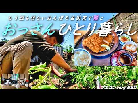 【自給自足生活への挑戦】たまには値段を気にせず好きなものを食べたい／元年商数億円の海外経営者の現状／おんぼろ古民家で猫とひとり暮らし【第650話】猫のマオマオが逃げ出した理由／家庭菜園