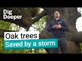 Oak Trees Kew S Living Legends Dig Deeper Episode 12