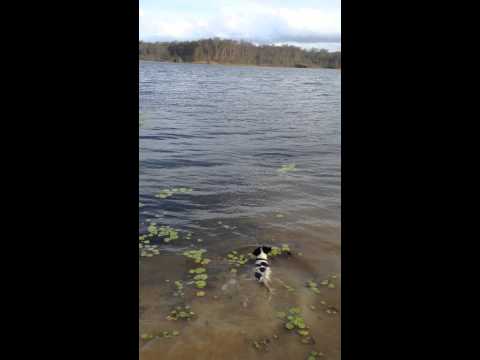 Snoop and Geezer, dogs playing at the lake.