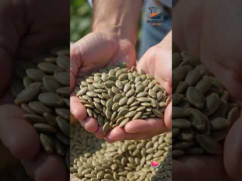 Cumin seeds (Jeera) video 4