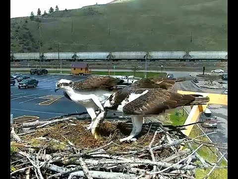 Hellgate ospreys MT  4 11 18 235pm live fish delivery see Iris eat out on eating pole
