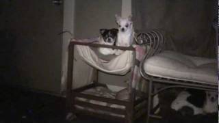 Owling Planking Chihuahua's