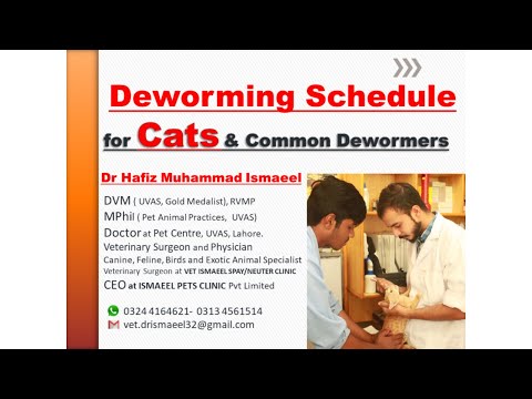 Deworming Schedule for Cats | Local & Imported Dewormers | VET ISMAEEL OFFICIAL