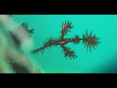 18 Pipefish - scuba diving video