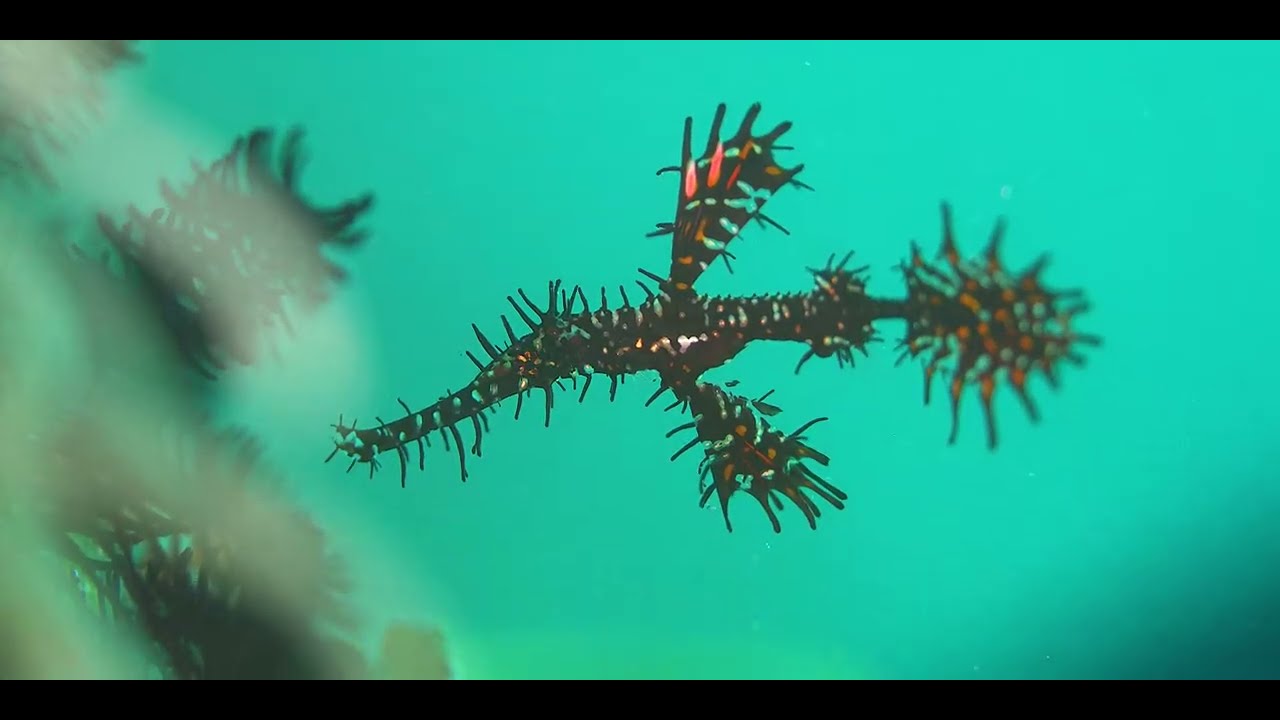 18 Pipefish