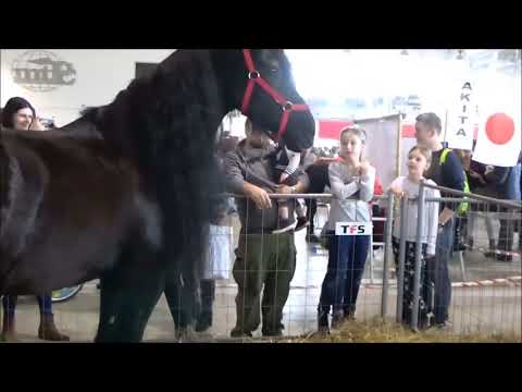 Koniki Falabella i Koń Fryzyjski  🐎  Właściciel p.E. Kwiatkowska  🐎 Targi Lublin S.A. 2019