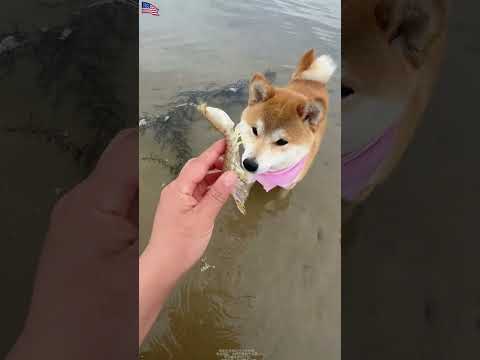 Chasse aux fruits de mer avec mon chien ! 🐶🦀#usa mini wood toy | woodworking art skills