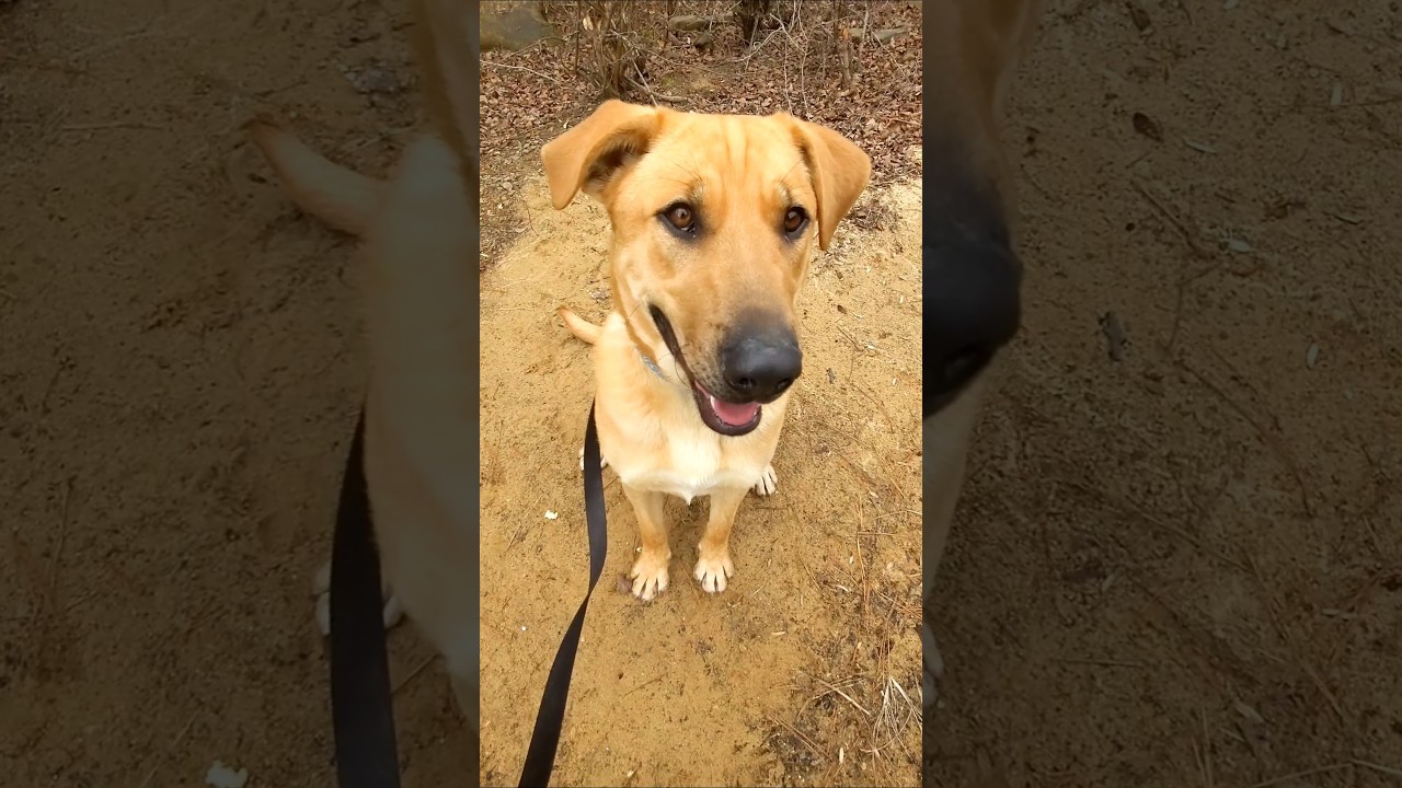 Enlarge Amir PENDING ADOPTION, a Adoptable mixed breed in South Portland, ME video 4/6