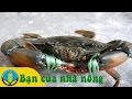 kỹ thuật nuôi cua đồng