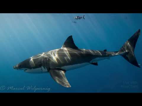 Guadalupe Great White Sharks