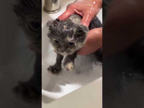 ممنوع نجيب قطط 😂 نظرية خاطئة #salahwburghi #قطط #اكسبلور #cat #ترند #funny y