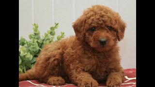 Video preview image #1 Goldendoodle (Miniature) Puppy For Sale in EPHRATA, PA, USA