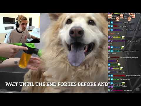 xQc Reacts to Epic Transformation On An Angry Chow Chow
