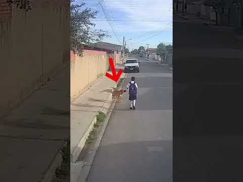 Nunca ignores los ladridos de un perro: Mira por qué.