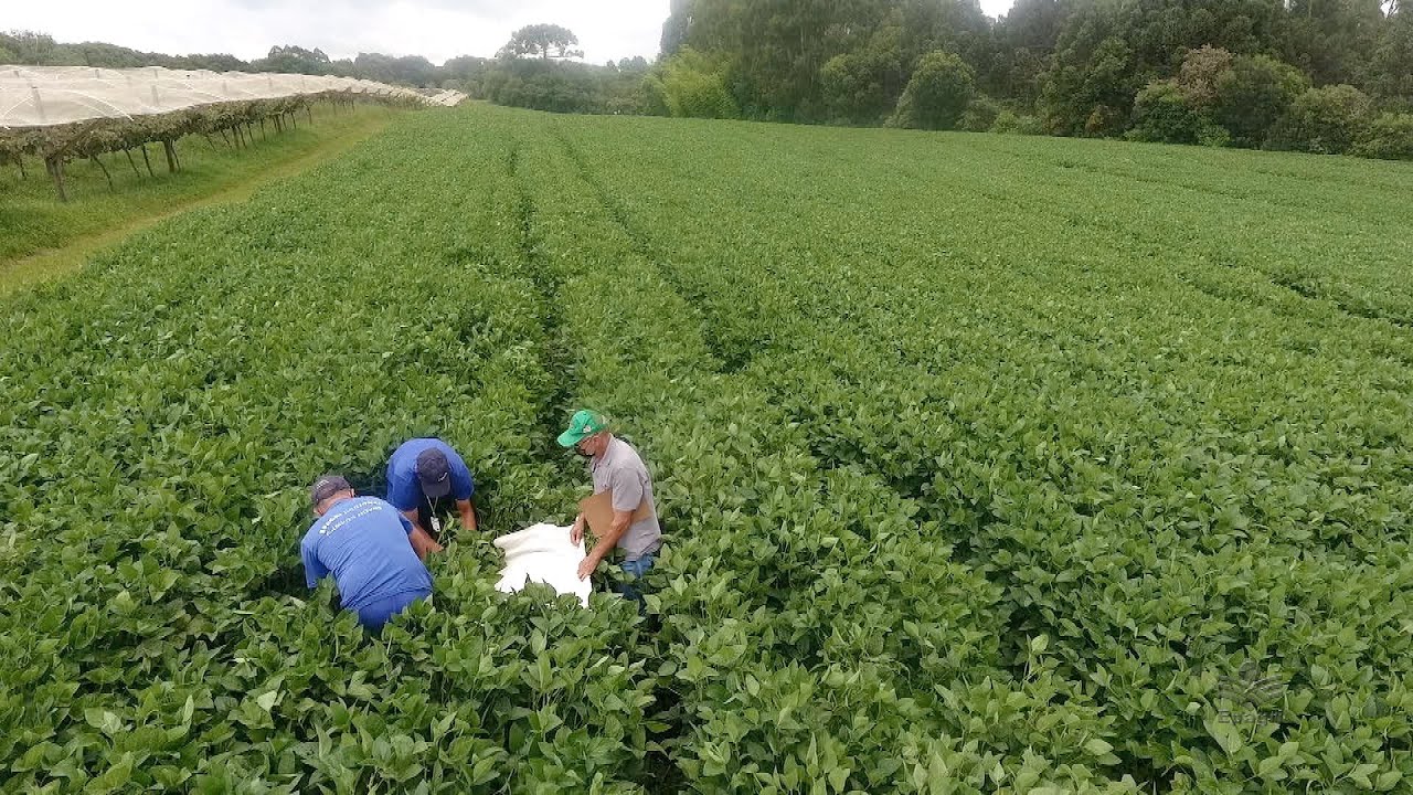 Soja: manejo integrado de pragas