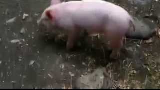 preview picture of video 'Hero Pig - Watch a pig rescue his save goat friend from death'