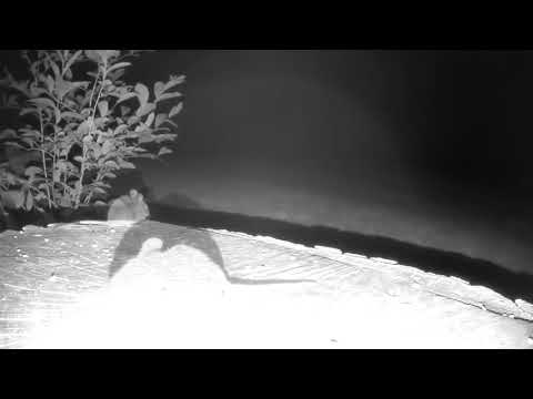 White footed mouse enjoying tiny scraps missed by all the other critters.