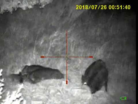 esperas ao javali lua de julho 2018 alter