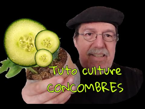 , title : '#comment réussir la #culture du #CONCOMBRE en POT 🌱#tuto complet🌱'