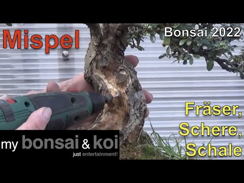 Bonsai 2022-10 - Medlar - Cotoneaster - a little milling, a little pruning and finally a new home