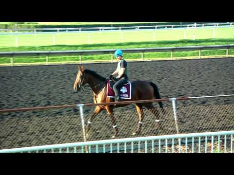 American  St  Leger Update 8.11.2016