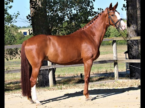 Demera von Worrenberg, Han, Dressage Royal x Calypso II, Stute, 170 cm, geb. 2014 -eine Allrounderin