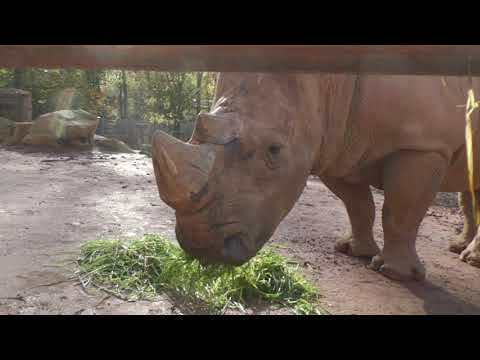 "Tierliche Weihnachten" Folge 4 - Zu Besuch bei Nashorn Miguel