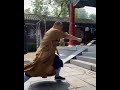 Shaolin Drunken Style Performance