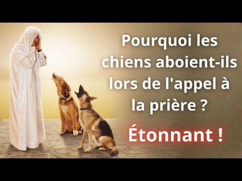 Pourquoi les Chiens Aboient lors de l'Appel à la Prière ? Voient-ils la mort d'une personne ?