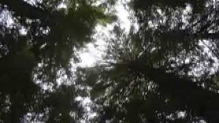 La doble vie de Veronika Zbigniew Preisner