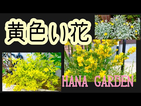 黄色のウィンター ジャスミン 植物