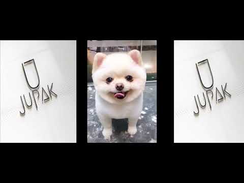 Chien drôle - chiens drôles - une vidéo drôle de chien 2020