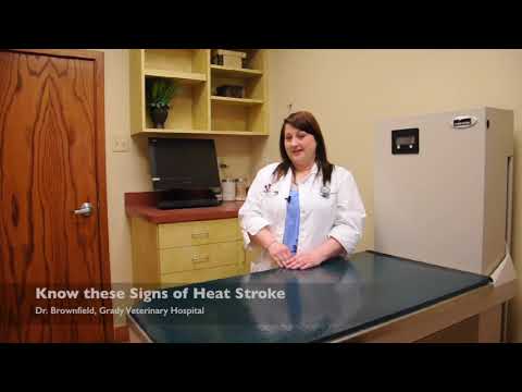 Know the Signs of Pet Heat Stroke and How to Treat It