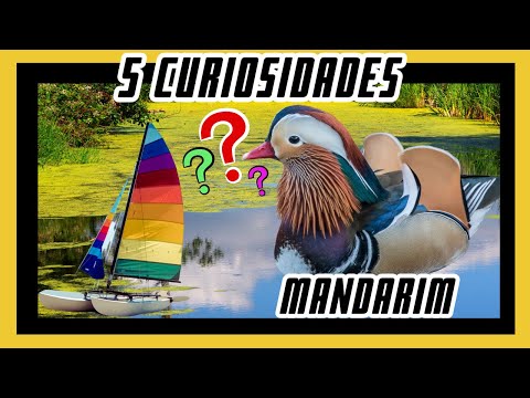 5 curiosidades interessantes sobre o Pato-Mandarim.