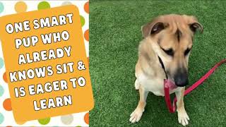 MEET CHIMO AT KC PET PROJECT