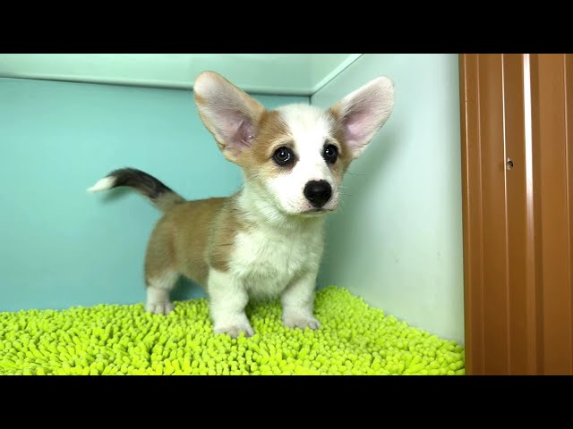 (子犬) 犬種：ウェルシュ・コーギー・ペンブローク 女の子 ブリーダー マロニエケンネル　MARRONNIER KENNEL k4049の画像