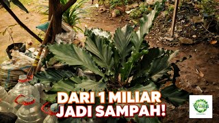 Download lagu SKANDAL GELOMBANG CINTA: Kenapa Daun Ini Pernah Lebih Mahal dari Avanza? 🪴 mp3 Download lagu SKANDAL GELOMBANG CINTA: Kenapa Daun Ini Pernah Lebih Mahal dari Avanza? 🪴 mp3