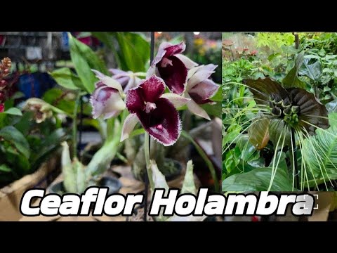 Ceaflor Holambra - Plantas a partir R$5,00 