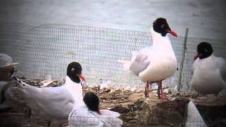 preview picture of video '3.7.13 Mouette mélanocéphale rouge PAN0 (Larus melanocephalus, Mediterranean Gull)'