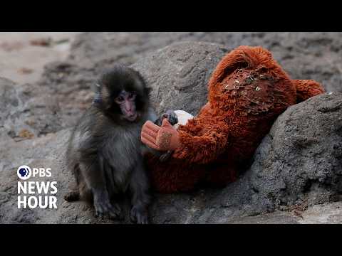 Punch the monkey melts hearts after rejection and unlikely friendship