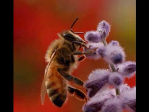 Rod Piazza And The Mighty Flyers - The Stinger